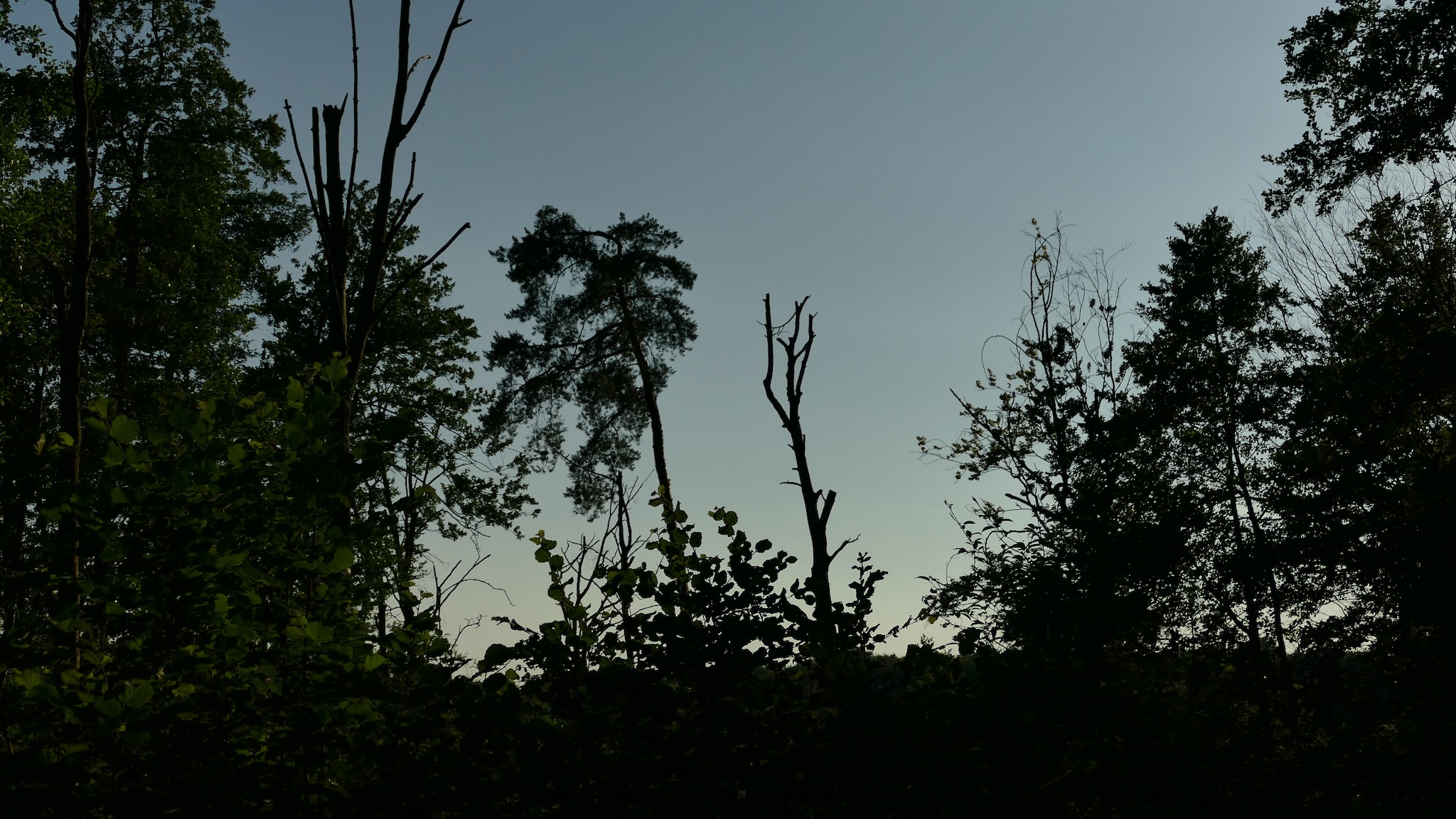 Schattenriss von Bäumen im Abendlicht – zwischen Vergänglichkeit und Lebenskraft