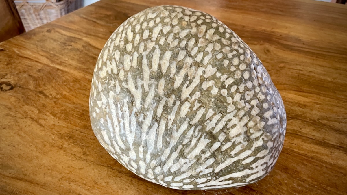 Fossiler Korallenstein mit strahlenförmigem Röhrenmuster der Thecosmilia clathrata aus dem Rät.