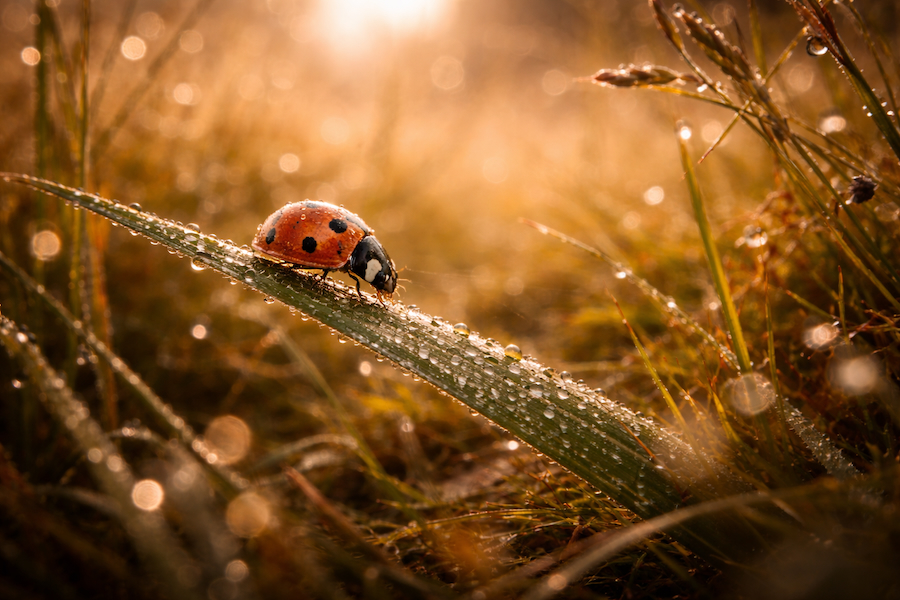Ein Marienkäfer sitzt im goldenen Morgenlicht auf einem Grashalm.